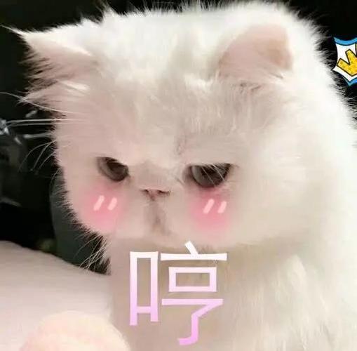 可爱的小猫表情包,看看你的那一半最像哪一张?