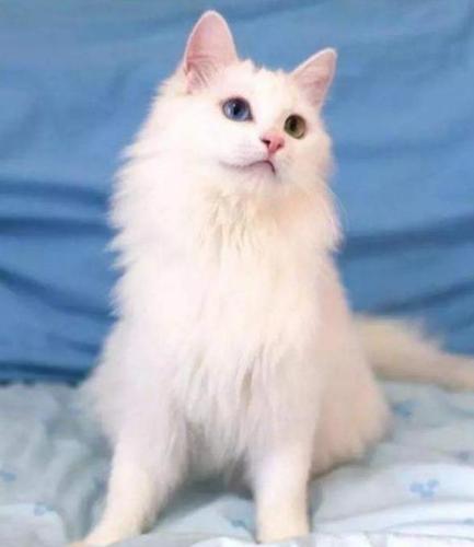 临清狮子猫——中华田园猫中的绝世美颜,一双鸳鸯眼迷倒多少人