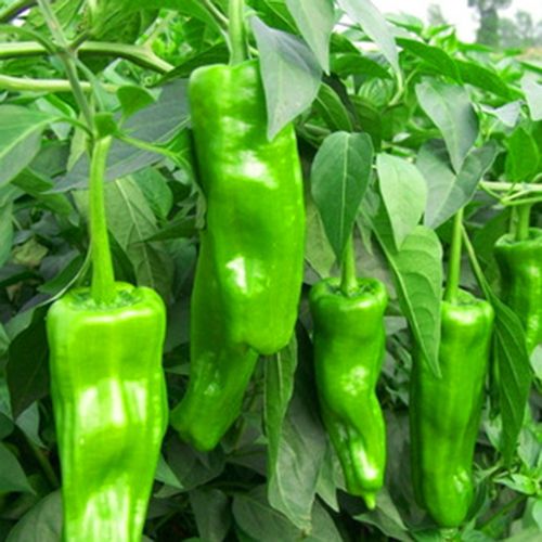 尖椒灯笼椒薄皮早丰泡椒种子批发蔬菜辣椒种子批发原装8克