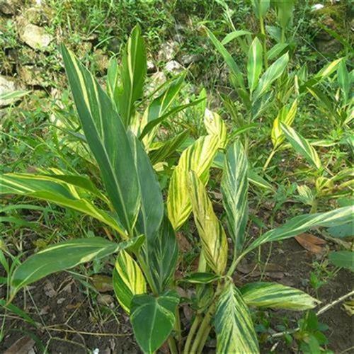 花叶艳山姜花g苗 姜花o切花砂红土d砂仁野山姜玉t桃月桃 姜科植