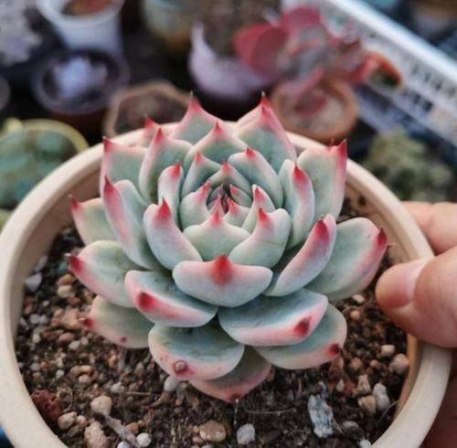 普货中的"战斗鸡",多肉吉娃娃,做好3重点,养成"胖娃娃"