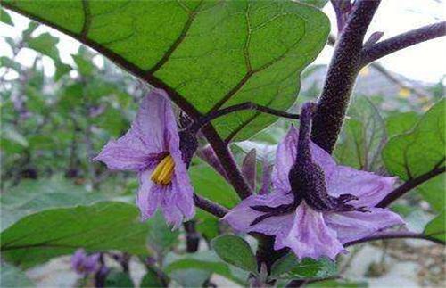 种植技术 蔬菜种植 > 正文茄子在生长过程中坐果规律一般是分叉的,也