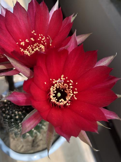 仙人球开花_仙人掌_仙人球_家居家装_家居装饰