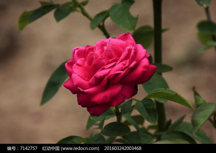 玫红色盛开的月季花