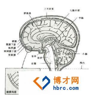 病前可有发热,感染,颅脑外伤,蛛网膜下腔持鞒执 正文    4.