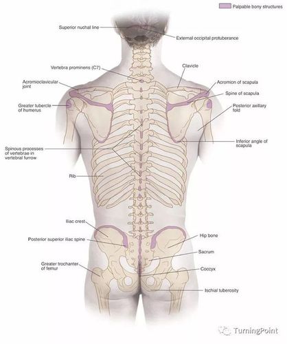 最全的骨性体表标志(珍藏版)