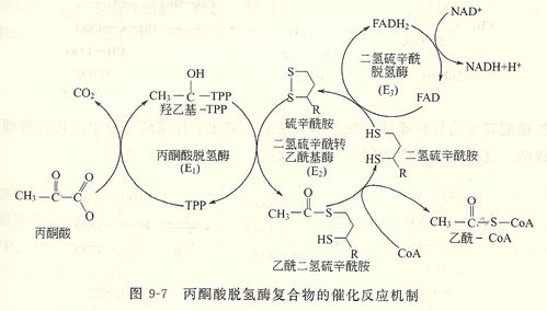 ⑴,丙酮酸脱氢酶系的反应