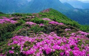 重庆周边赏花景点_南川金佛山杜鹃花节,天星小镇,神龙