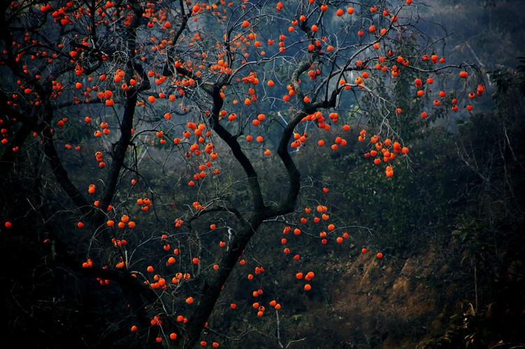 《原创摄影》柿子——醒目的一道风景
