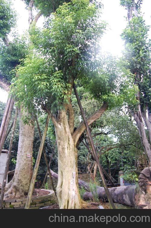 香木绿化树图片