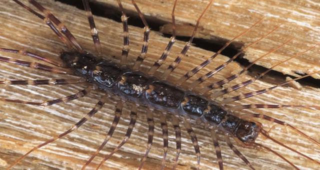 多脚虫像蜈蚣的叫什么|蝎子|蚰蜒|壁虎_网易订阅