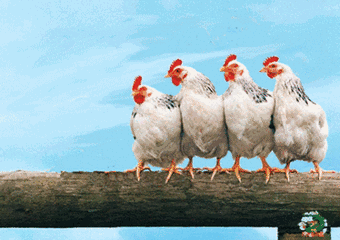 团队有一群才华很牛的员工公司却危机重重直到让员工做了这件事