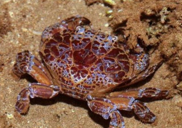 不仅难看还有毒!海边度假,看到这种螃蟹不能抓!