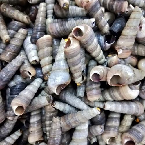 螺丝东港海鲜鲜食新鲜食特产去尾海螺鲜活海钉螺生蚝