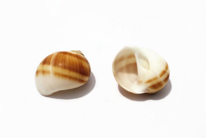 天然玉带猫眼螺 约2cm 寄居蟹 卷贝鱼 海螺/地台/装饰