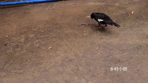 家里飞来了一只怪鸟,没想到吃蚯蚓挺厉害的,这是什么鸟?谁认识