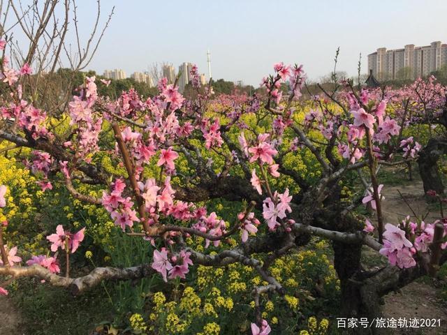 春季赏花旅游景点推荐南汇桃花村旅游攻略低音号免费语音导游