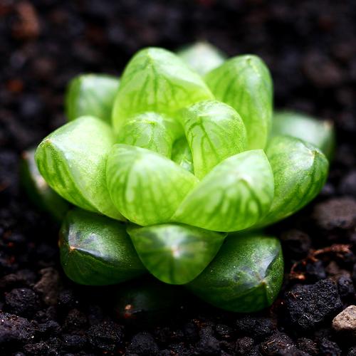 1元秒杀多肉植物姬玉露盆栽绿植花卉多肉组合办公室盆景十二卷