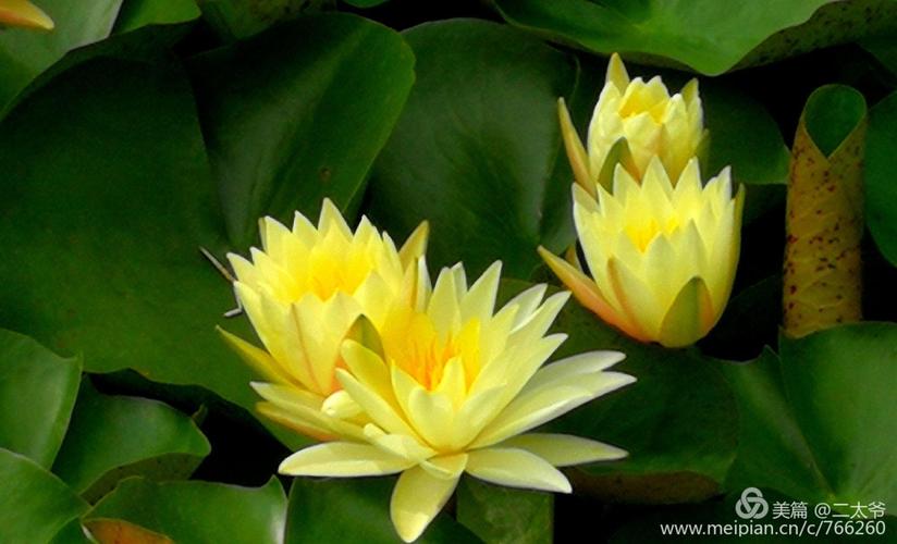 伏天看莲花,静心又清心.