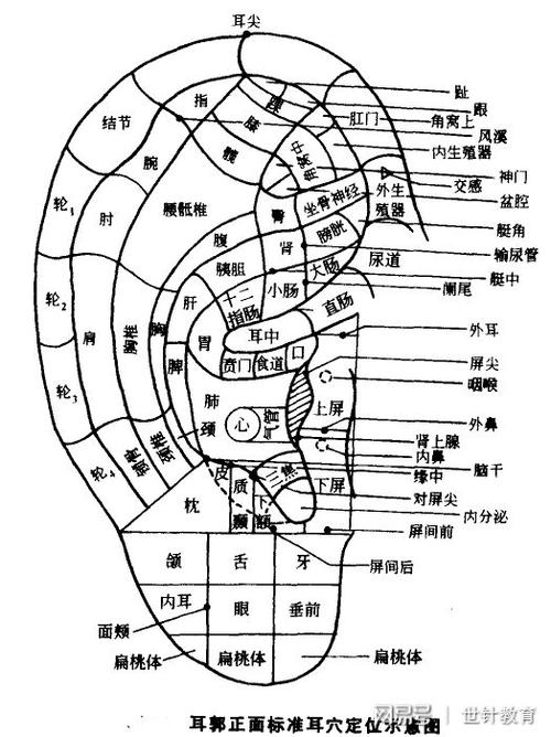 中医耳朵全身反射区:对耳轮部分穴位