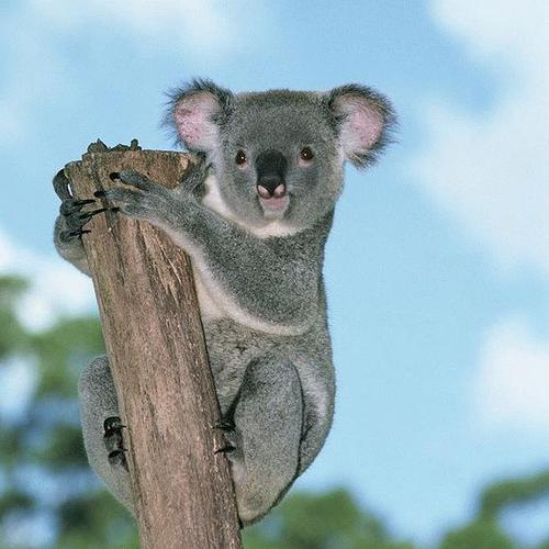 树袋熊为什么吃了就睡