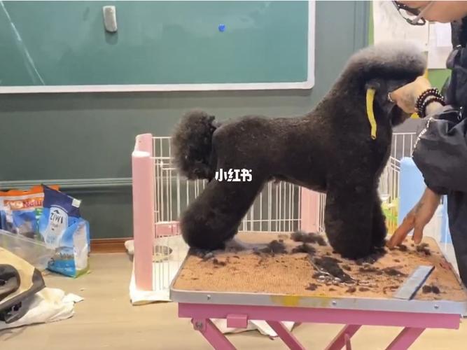 贵宾犬拉姆装_贵宾犬_宠物_宠物_狗
