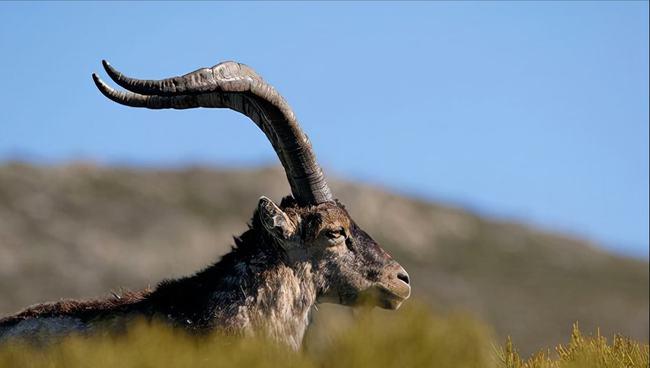 进入21世纪以后地球上已经灭绝的23种动物你知道几种