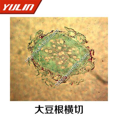 植物生物学切片标本 河南雨林厂家直销生物实验大豆根横切