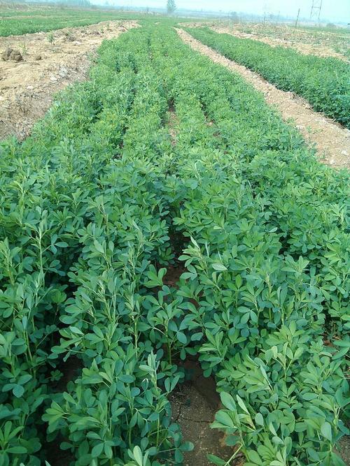 阿迪娜紫花苜蓿【国内审定品种,适合河南山东种植】【牧草种子】