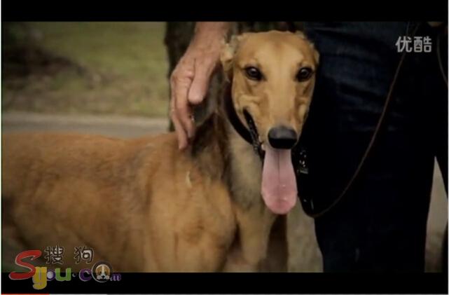 澳洲超级种公(弹簧枪)与沧州格力犬基地(大包与图像之