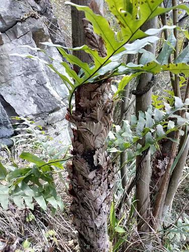 本草科技|有型有范的爬岩姜