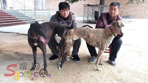 每秒超过18米的种公犬"我是谁"(zulu zircon)成功调往高峰军陕西基地