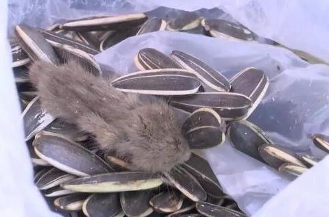 无锡一女子吃瓜子 竟吃出一只风干老鼠