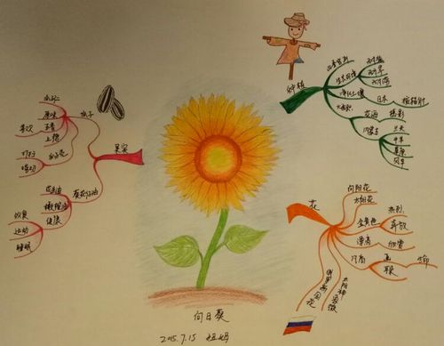 思维导图初级班毕业季