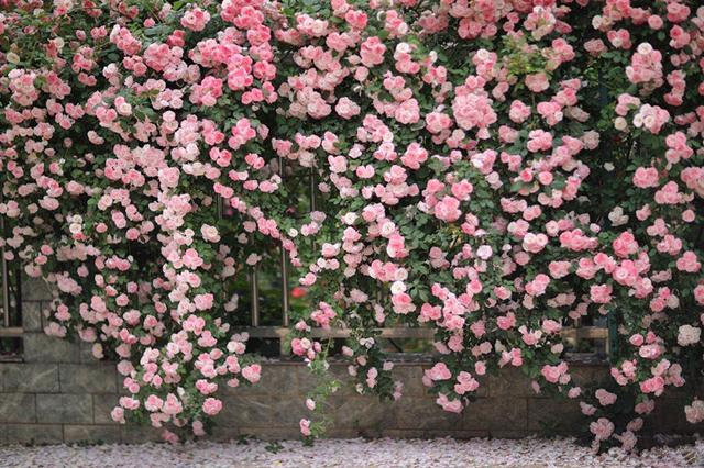 樱霞长势最快的藤本月季一年长三米适合做花墙南北都能养