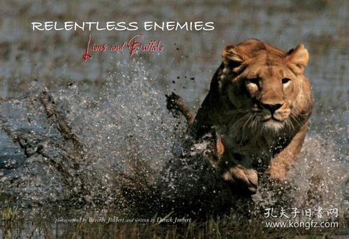 relentless enemies: lions and buffalo