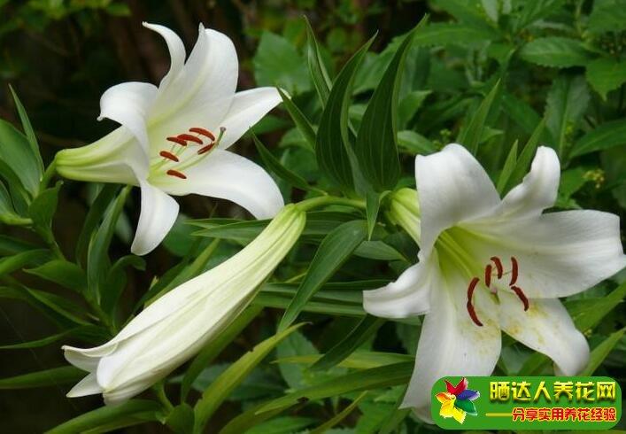 2,可食用的新鲜百合花