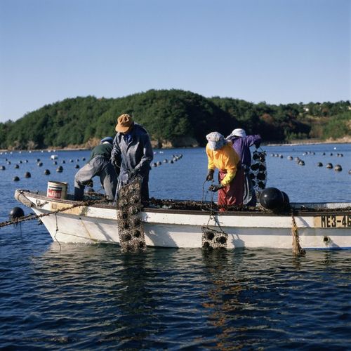 9%均是人工养殖的珍珠 无论海水珍珠还是淡水珍珠 无论产自哪里 大都