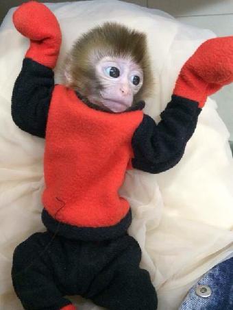 铜仁哪里有卖小猴子