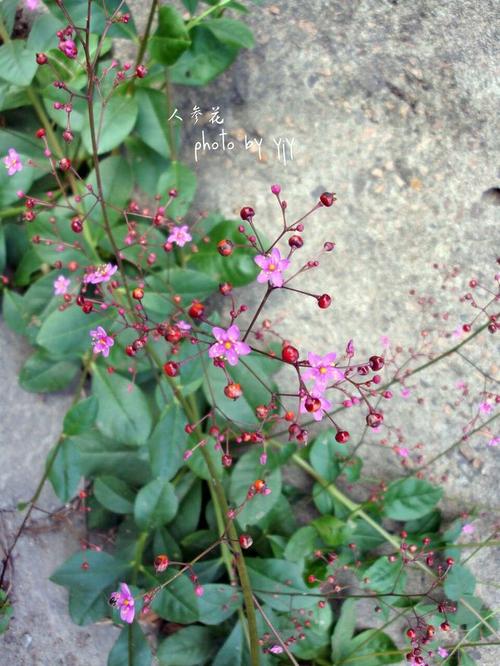人参花:一般初夏开花,黄绿色,紫白等,果实扁圆呈红色
