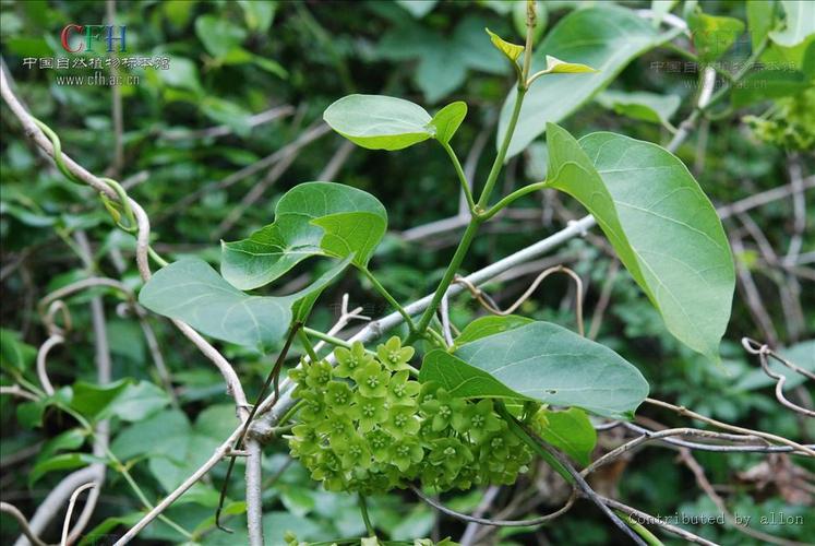  p>南山藤属(拉丁学名: i>dregea e.mey.