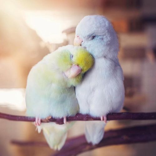 这张两只小鹦鹉夫妻依偎在一起的照片超甜蜜,也瞬间在twitter引起热议
