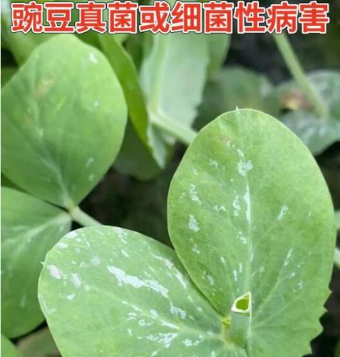 豌豆细菌性病害