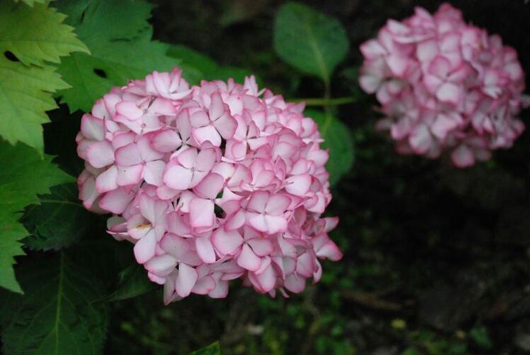 大花绣球"塞布丽娜"