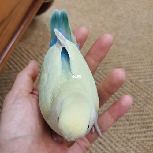 牡丹鹦鹉宝宝金顶白面奥桂为啥是网红鸟