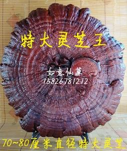 70～80厘米特大灵芝盆景 半野生灵芝王 风水摆件客厅装饰创意礼品