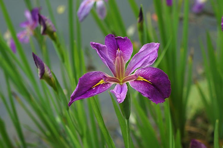 菖蒲美丽的信息