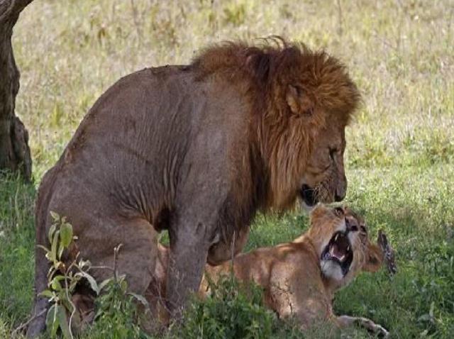 就必须要学会延续后代,对于我们人类这种高级动物来说,对于大自然中