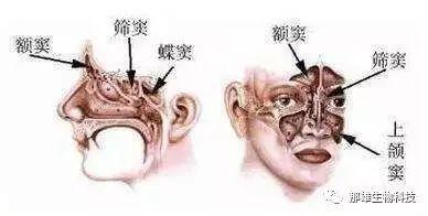鼻的解剖结构蝶窦