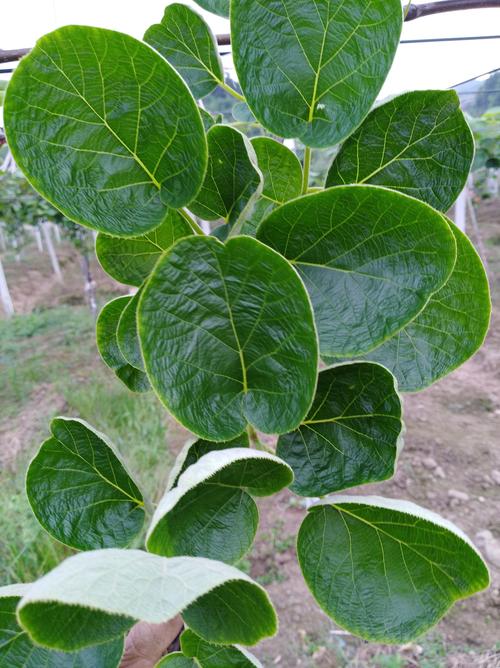 猕猴桃"新叶"长不开,向上卷曲?这是"缺钙"的典型